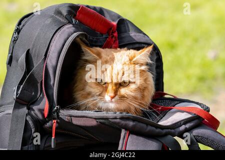 Ingwer-Katze wandert, sitzt in einem Rucksack Stockfoto