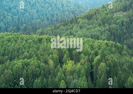 Bewaldete hügelige Landschaft, Baumkronen im Wald aus der Vogelperspektive Stockfoto