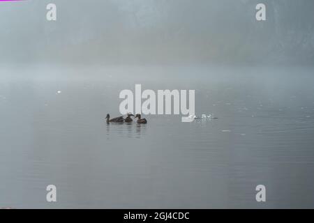 Entenschar mitten im Fluss an einem nebligen Morgen; einer tauchte Stockfoto