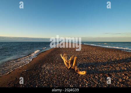 Treibholz wirft bei Sonnenaufgang am Point Pelee-Spitze des Point Pelee National Park langen Schatten auf den Kiesstrand Stockfoto