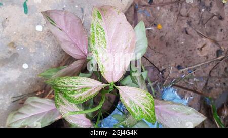 Die Blätter des silbernen Baumes flossen mit rosa Flecken. Auf den Blättern befinden sich Wassertropfen. Syngonium Pink Splash. Stockfoto