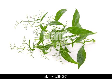 Kariyat, Andrographis paniculata Blatt auf weißem Hintergrund Stockfoto