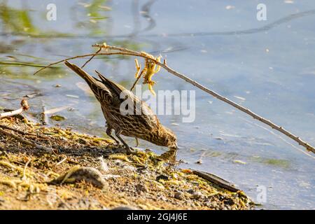 Nahaufnahme einer niedlichen Rotflügelamsel in Nevada Stockfoto