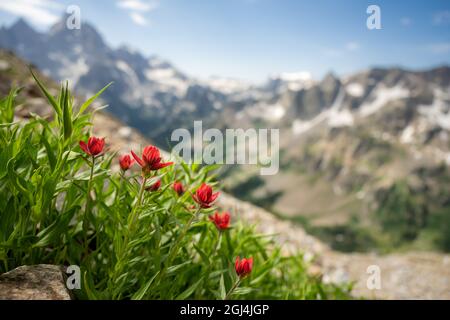 Paintbrush Blumen entlang des Paintbrush Divide Trail im Grand Teton National Park Stockfoto