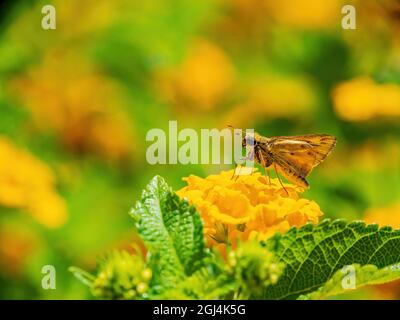 Nahaufnahme des niedlichen Fiery Skippers auf einer gelben Blume in Nevada Stockfoto