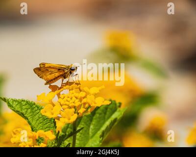 Nahaufnahme des niedlichen Fiery Skippers auf einer gelben Blume in Nevada Stockfoto