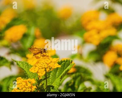 Nahaufnahme des niedlichen Fiery Skippers auf einer gelben Blume in Nevada Stockfoto