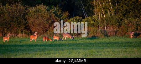 Weißschwanzhirsche (odocoileus virginianus) füttern Anfang September in einem Wisconsin-Heufeld, Panorama Stockfoto