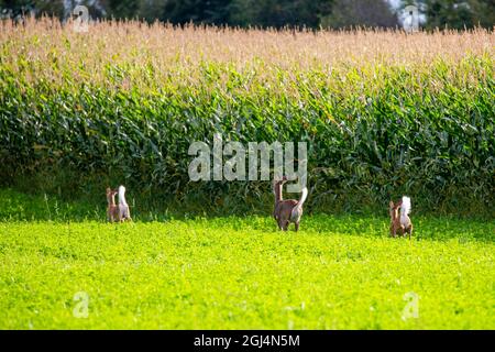 Der Weißschwanzhirsch (odocoileus virginianus) läuft Anfang September horizontal neben einem Kornfeld in Wisconsin Stockfoto