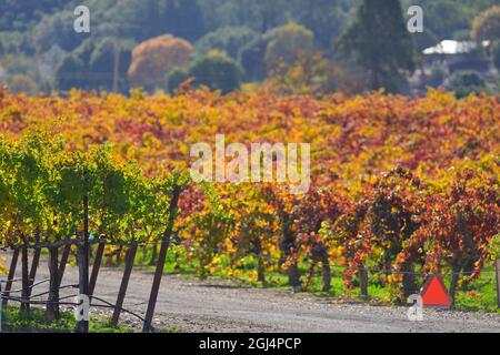 Wunderschöne Herbstlandschaft an der Dry Creek AVA, Healdsburg (Sonoma) CA Stockfoto