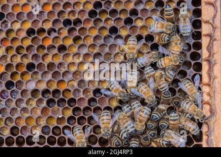 Bunte Pollen auf einem Langstroth Bienenstock Rahmen, mit Honigbienen. Bienenzucht auf einer Farm im Süden von Ontario, Kanada. Stockfoto