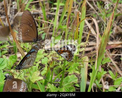 Der Black Adered Tiger mit langblättrigen Blue Crow und dem blassen Blue Tiger Butterfly auf einem grünen Blatt der Baumpflanze Stockfoto