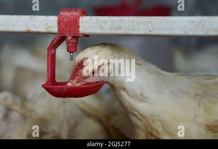 Freiplatz Hinterhof Broiler Hühner Geflügel Trinkwasser durch Nippel Trinker Stockfoto