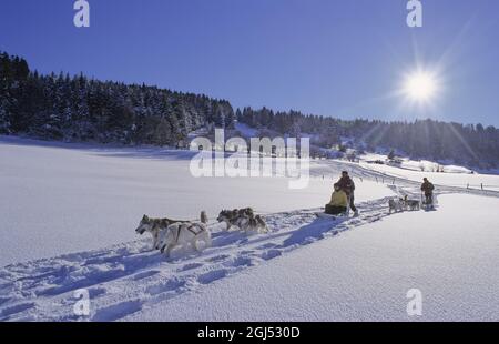 Frankreich, Doubs (25) Jura-Gebirge, Hundeschlitten in der Nähe des Dorfes La Chaux de Gilley Stockfoto