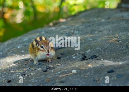 Ein überfütterter sibirischer Streifenhörnchen sitzt auf einem Felsen im Wald mit leicht geöffnetem Maul Stockfoto