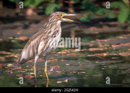 Bild des chinesischen Teichreihers (Ardeola bacchus) auf der Suche nach Nahrung im Sumpf auf Naturhintergrund. Vogel. Tiere. Stockfoto