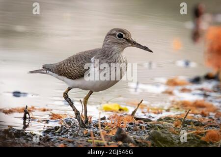 Bild des Vogels der Sandpiper (Actitis hypoleucos), der im Sumpf auf der Suche nach Nahrung im Hintergrund der Natur ist. Vogel. Tiere. Stockfoto