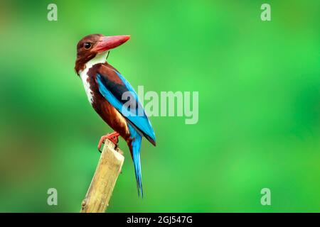 Bild eines Weißkehlenfisches (Halcyon-Smyrnese) auf einem Zweig auf Naturhintergrund. Vogel. Tiere. Stockfoto