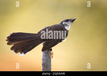 Bild von Sunda Pied Fantail oder Malaysischer Pied Fantail (Rhipidura javanica) auf Zweig auf Naturhintergrund. Vogel. Tiere. Stockfoto