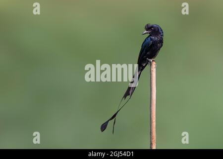 Bild von Greater Racket-tailed Drongo auf Baumstumpf auf Naturhintergrund. Vogel. Tiere. Stockfoto