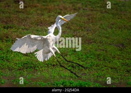 Bild des östlichen Großreiher (Ardea alba) im Sumpf auf Naturhintergrund. Vogel. Tiere. Stockfoto