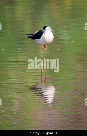 Bild von Black-winged STilt (Himantopus himantopus) im Sumpf auf Naturhintergrund. Vogel. Tiere. Stockfoto