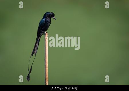 Bild von Greater Racket-tailed Drongo auf Baumstumpf auf Naturhintergrund. Vogel. Tiere. Stockfoto