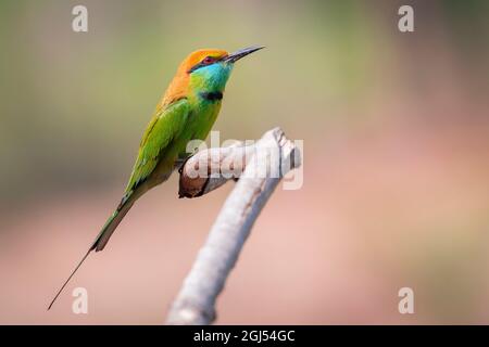 Bild eines grünen Bienenfressers (Merops orientalis) auf einem Baumzweig auf Naturhintergrund. Vogel. Tiere. Stockfoto