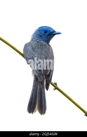 Bild eines weiblichen Schwarznapten Monarchen (Hypothymis azurea) auf einem Baumzweig auf weißem Hintergrund. Vögel. Tier. Stockfoto