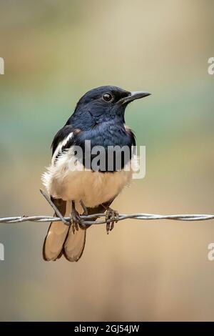 Bild des Orientalischen Elster-Rotkehlchens (Copsychus saularis) auf dem Stacheldraht auf Naturhintergrund. Vögel. Tiere. Stockfoto