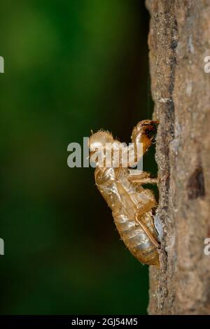 Bild von der Mausung der Zikade am Baum, Insekt. Tier. Stockfoto