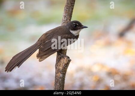 Sunda Pied Fantail oder Malaysischer Pied Fantail auf einem Baumzweig. Stockfoto