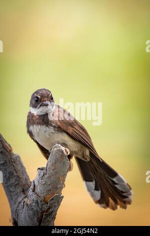 Sunda Pied Fantail oder Malaysischer Pied Fantail auf einem Baumzweig. Stockfoto