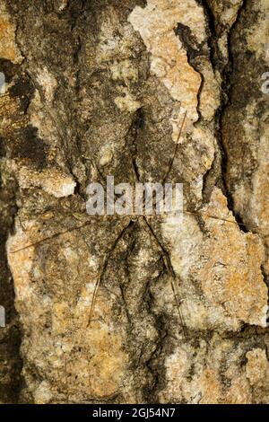 Bild der Zweischwanzspinne (Hersilia sp.) auf dem Baum. Insekt. Tier Stockfoto