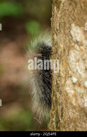 Bild eines schwarzen Raupenwurms (Eupterote tetacea) mit weißem Haar am Ast. Insekt. Tier. Stockfoto