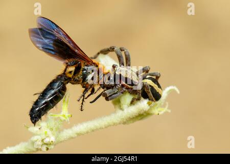 Bild eines grauen Wandspringer-Männchen (Menemerus bivittatus), das Beute (Wespe) auf dem Ast auf natürlichem Hintergrund frisst. Insekt. Tier. Salticidae. Stockfoto