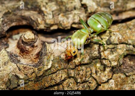 Bild der Königin der Ameisen auf dem Baum. weberameisenkönigin. Insekt. Tier Stockfoto