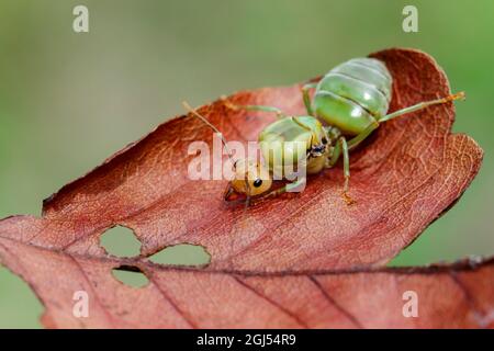 Bild der Ameisenkönigin auf braunem Blatt. weberameisenkönigin. Insekt. Tier Stockfoto