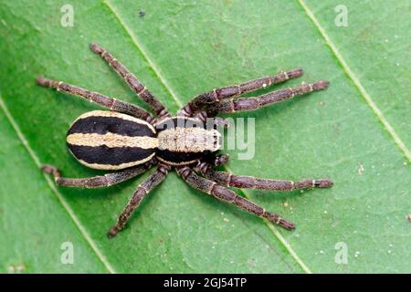 Bild eines grauen Wandspringer-Männchen (Menemerus bivittatus) auf dem grünen Blatt. Insekt. Tier. Salticidae. Stockfoto