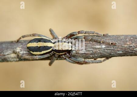 Bild eines grauen Wandspringer-Männchen (Menemerus bivittatus) auf einem braunen Ast. Insekt. Tier. Salticidae. Stockfoto