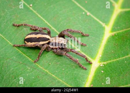 Bild eines grauen Wandspringer-Männchen (Menemerus bivittatus) auf dem grünen Blatt. Insekt. Tier. Salticidae. Stockfoto