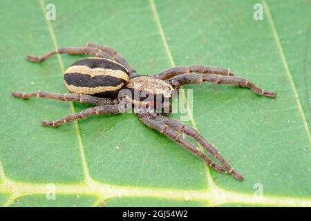 Bild eines grauen Wandspringer-Männchen (Menemerus bivittatus) auf dem grünen Blatt. Insekt. Tier. Salticidae. Stockfoto