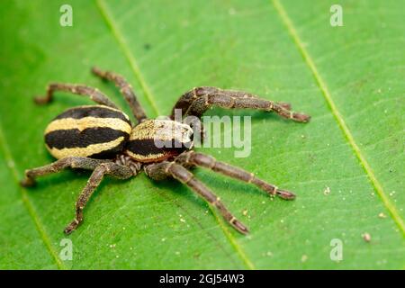 Bild eines grauen Wandspringer-Männchen (Menemerus bivittatus) auf dem grünen Blatt. Insekt. Tier. Salticidae. Stockfoto