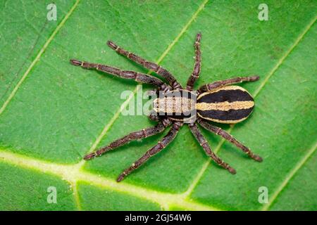 Bild eines grauen Wandspringer-Männchen (Menemerus bivittatus) auf dem grünen Blatt. Insekt. Tier. Salticidae. Stockfoto