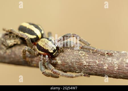 Bild eines grauen Wandspringer-Männchen (Menemerus bivittatus) auf einem braunen Ast. Insekt. Tier. Salticidae. Stockfoto