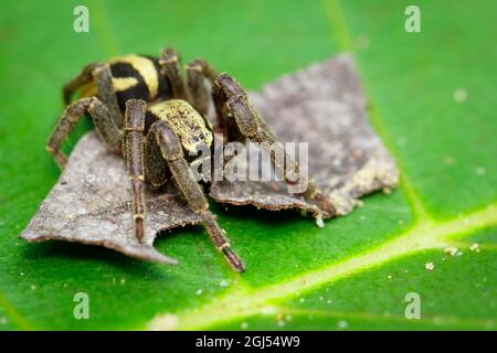 Bild eines grauen Wandspringer-Männchen (Menemerus bivittatus) auf dem grünen Blatt. Insekt. Tier. Salticidae. Stockfoto