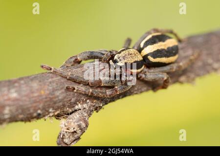 Bild eines grauen Wandspringer-Männchen (Menemerus bivittatus) auf einem braunen Ast. Insekt. Tier. Salticidae. Stockfoto