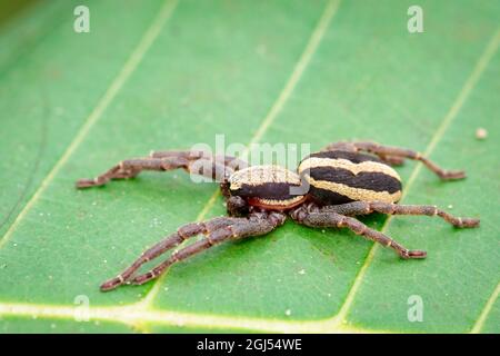 Bild eines grauen Wandspringer-Männchen (Menemerus bivittatus) auf dem grünen Blatt. Insekt. Tier. Salticidae. Stockfoto