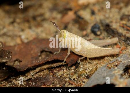 Bild von brauner Heuschrecke auf dem Boden., Insekt. Tier. Stockfoto