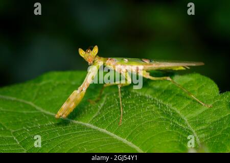 Bild von Blumenmantis (Creobroter gemmatus) auf grünen Blättern. Insekten, Tiere. Stockfoto